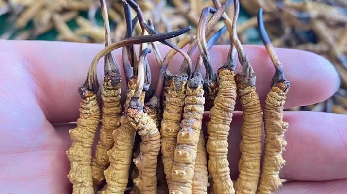 一盒冬蟲夏草多少錢？從規(guī)格到定位的價(jià)格解析