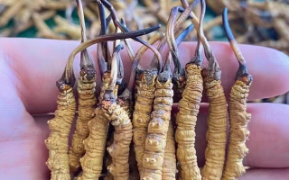 一盒冬蟲(chóng)夏草多少錢(qián)？從規(guī)格到定位的價(jià)格解析