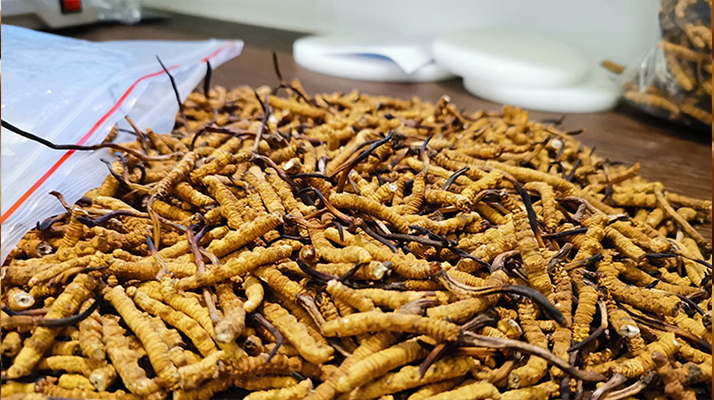 冬蟲夏草：泡水喝還是煮一下？?jī)煞N食用方式的全面對(duì)比
