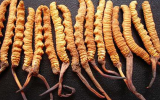 同仁堂冬蟲夏草價(jià)格解析：品質(zhì)、規(guī)格與市場的交織