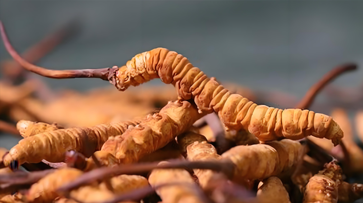 冬蟲(chóng)夏草泡酒全攻略：所需材料、選材標(biāo)準(zhǔn)與準(zhǔn)備指南